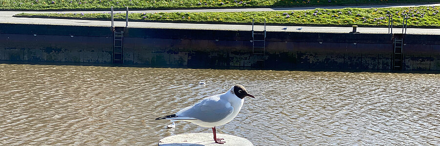 Lachmöve auf Dalbe am Hafen mit Wasser im Hintergrund